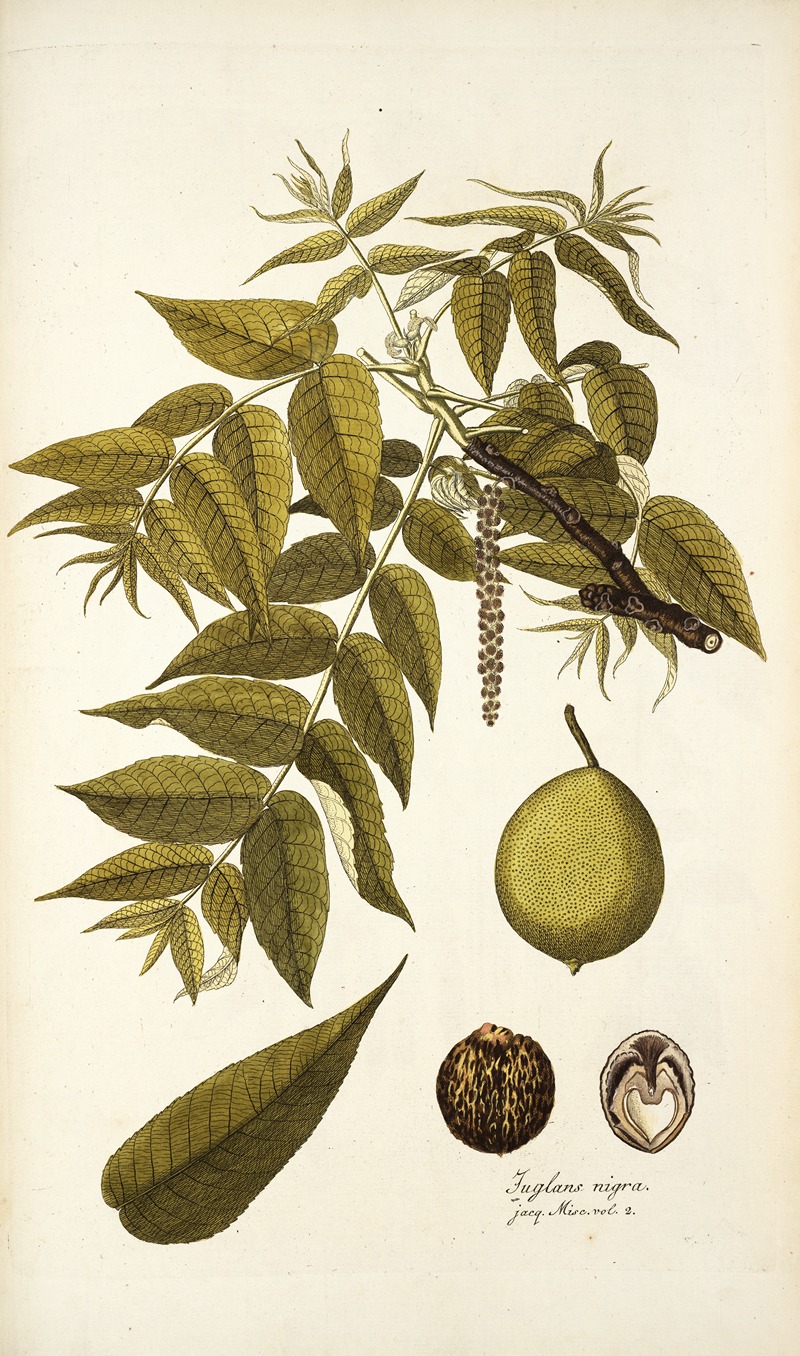 Nikolaus Joseph Freiherr von Jacquin - Juglans nigra