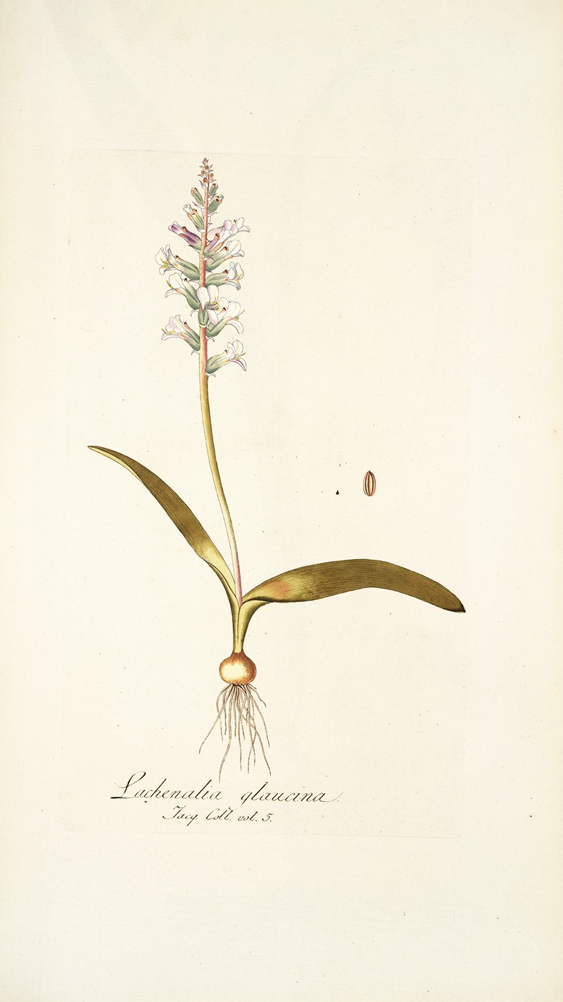 Nikolaus Joseph Freiherr von Jacquin - Lachenalia glaucina