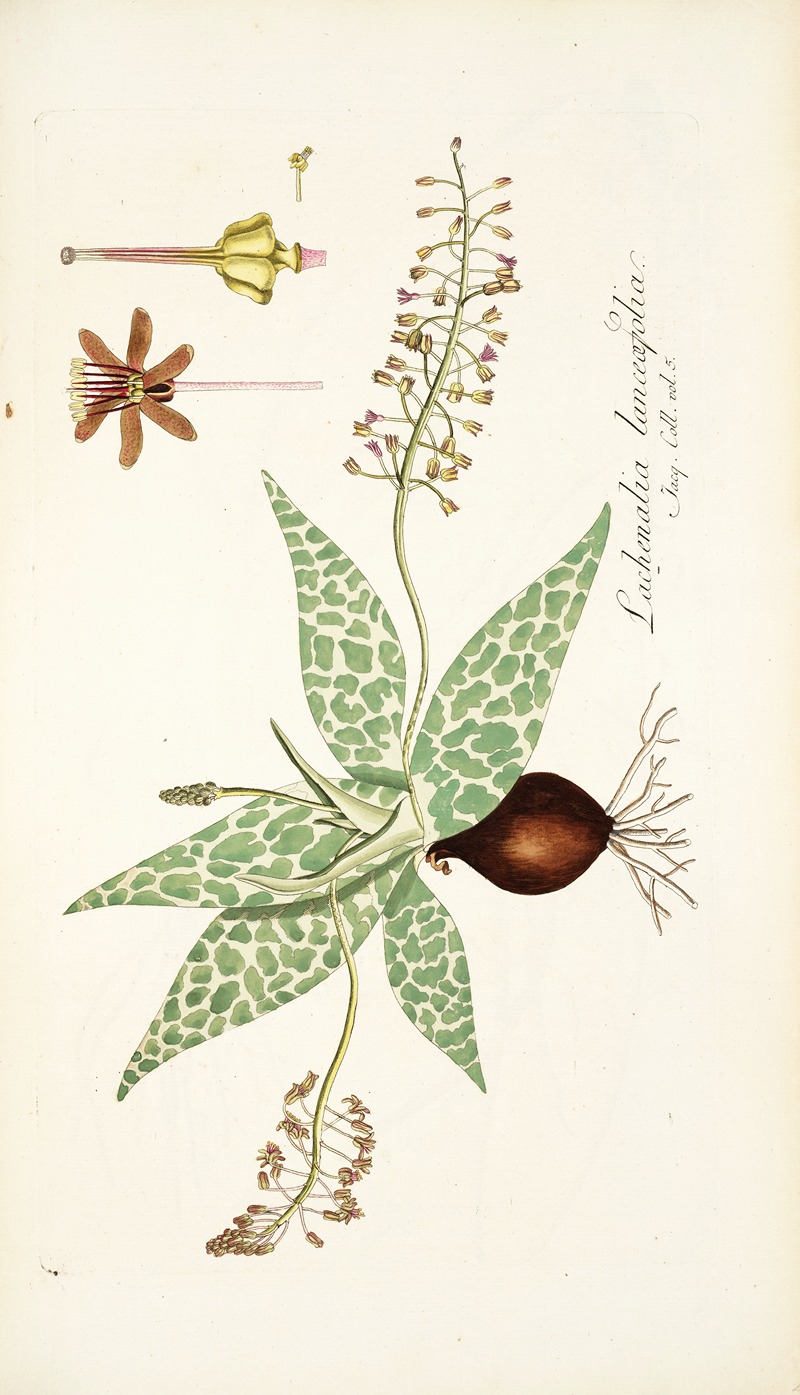 Nikolaus Joseph Freiherr von Jacquin - Lachenalia lanceaefolia