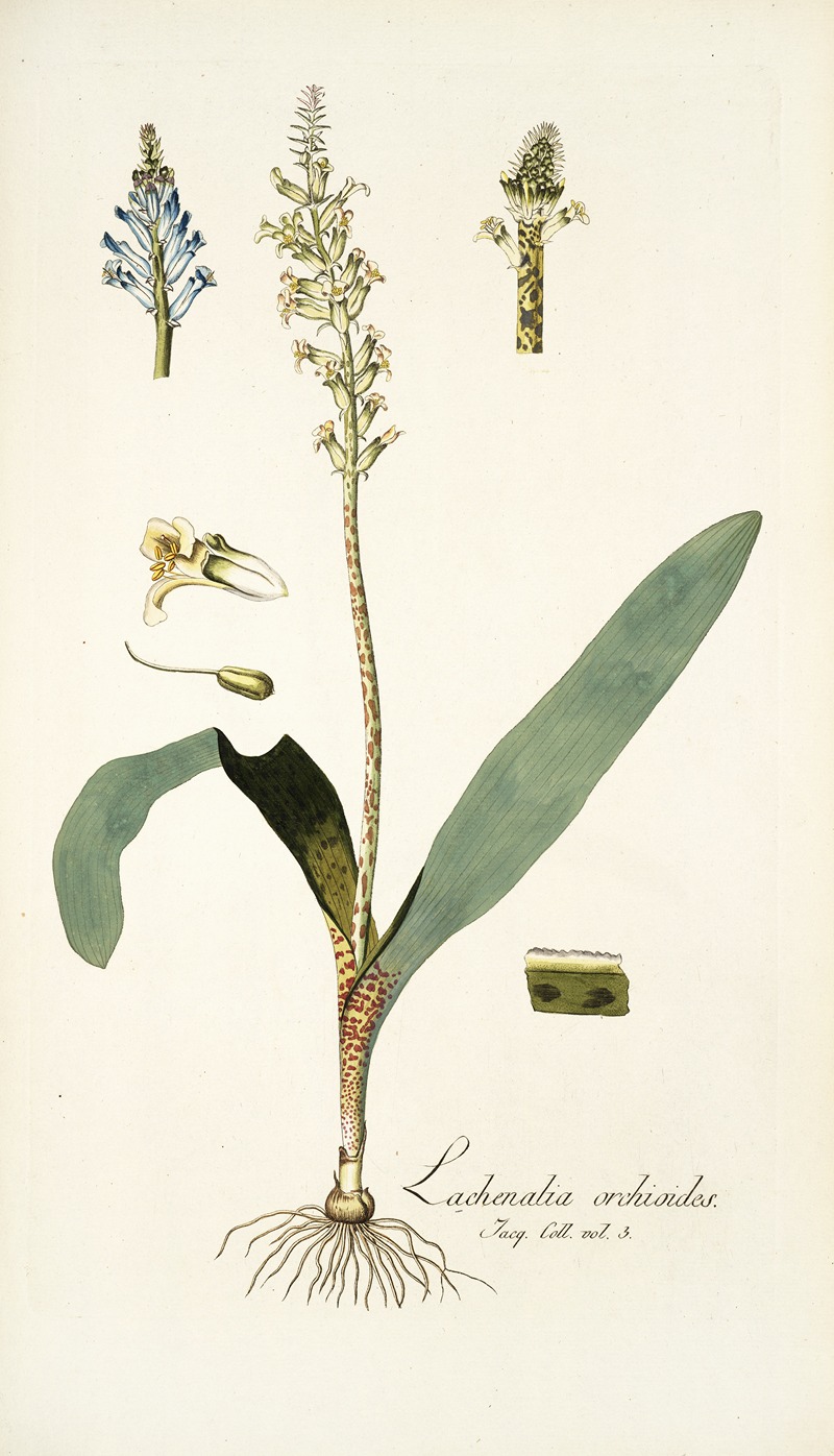 Nikolaus Joseph Freiherr von Jacquin - Lachenalia orchioides