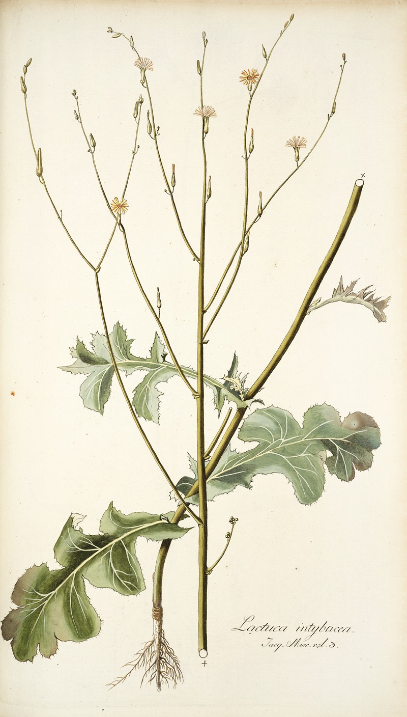 Nikolaus Joseph Freiherr von Jacquin - Lactuca intubacea