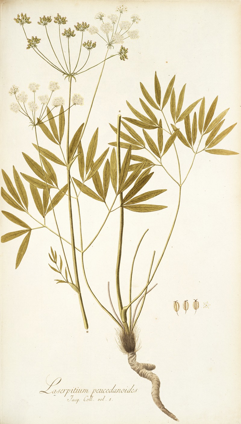 Nikolaus Joseph Freiherr von Jacquin - Laserpitium peucedanoides