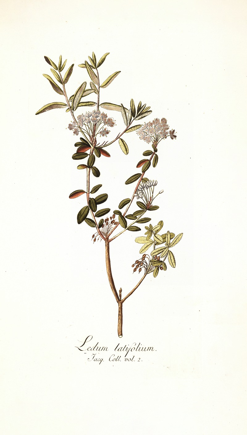 Nikolaus Joseph Freiherr von Jacquin - Ledum latifolium