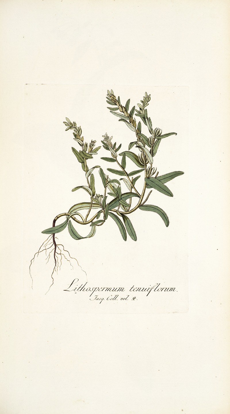 Nikolaus Joseph Freiherr von Jacquin - Lithospermum tenuiflorum