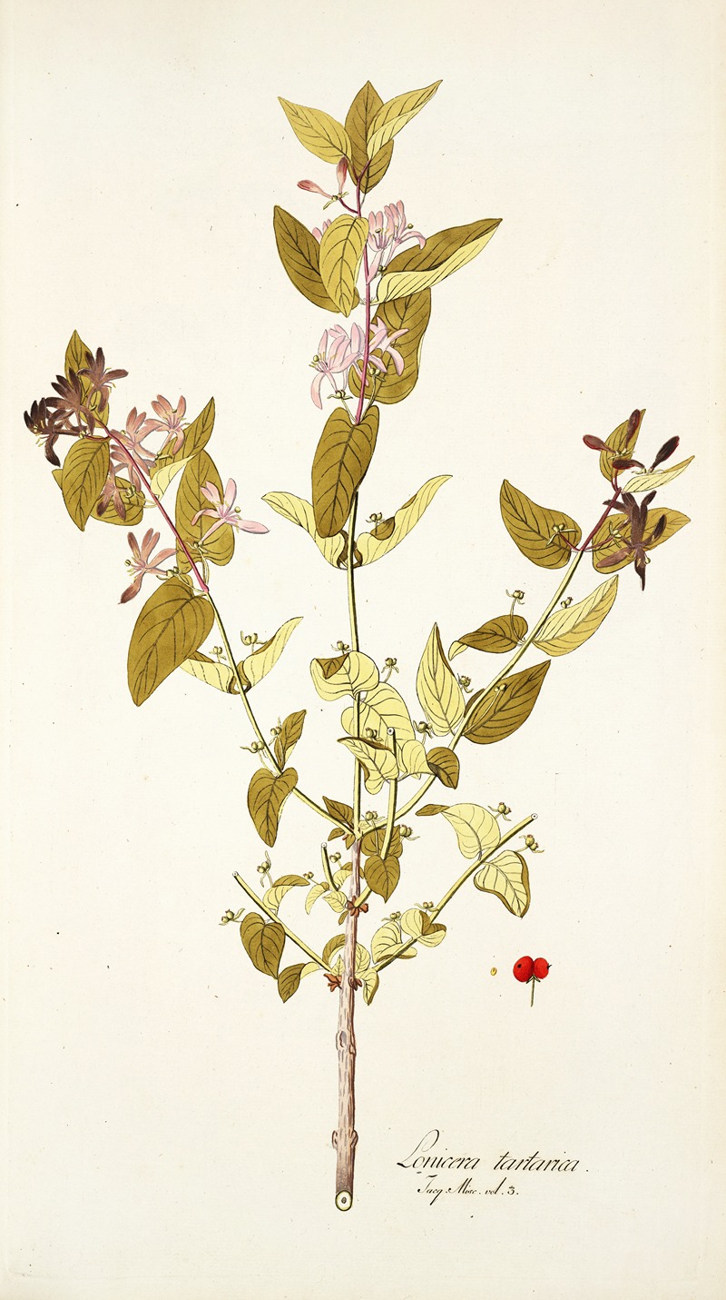 Nikolaus Joseph Freiherr von Jacquin - Lonicera tartarica