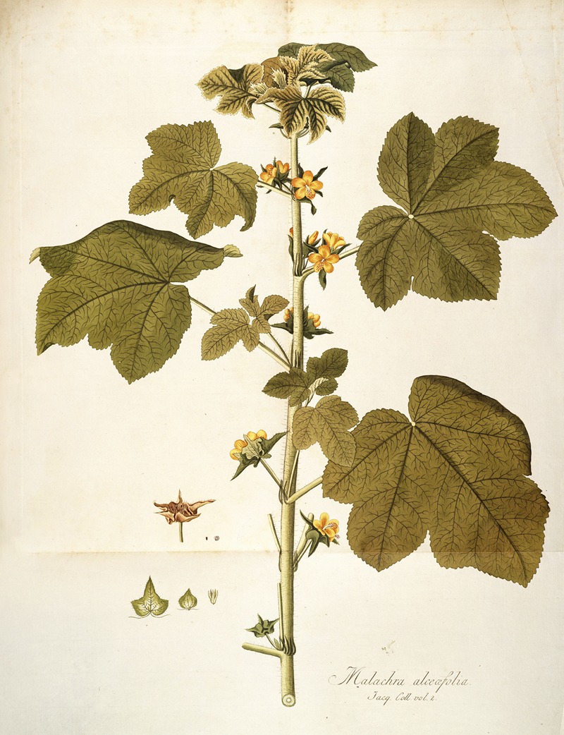 Nikolaus Joseph Freiherr von Jacquin - Malachea alceaefolia