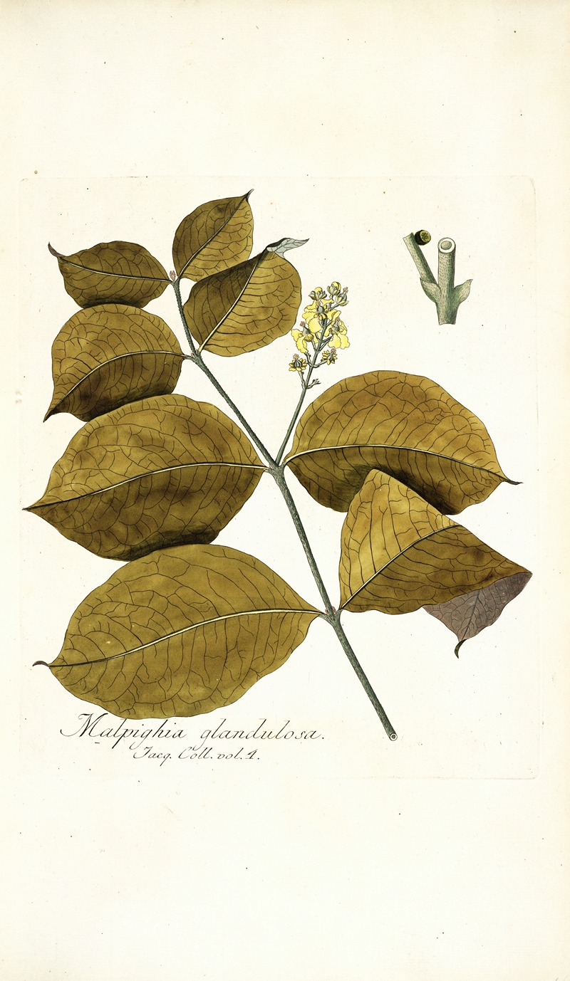 Nikolaus Joseph Freiherr von Jacquin - Malpighia glandulosa