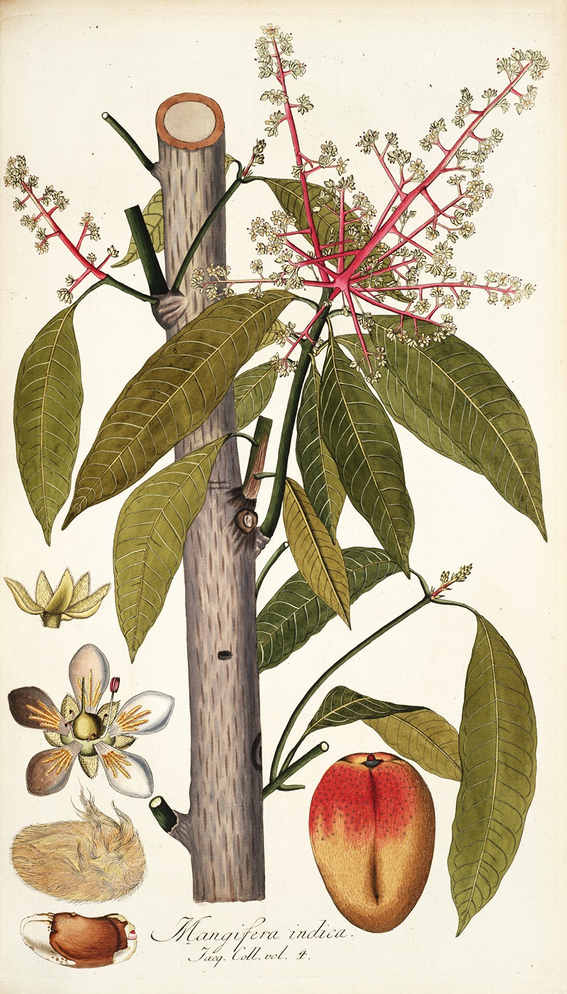 Nikolaus Joseph Freiherr von Jacquin - Mangifera indica