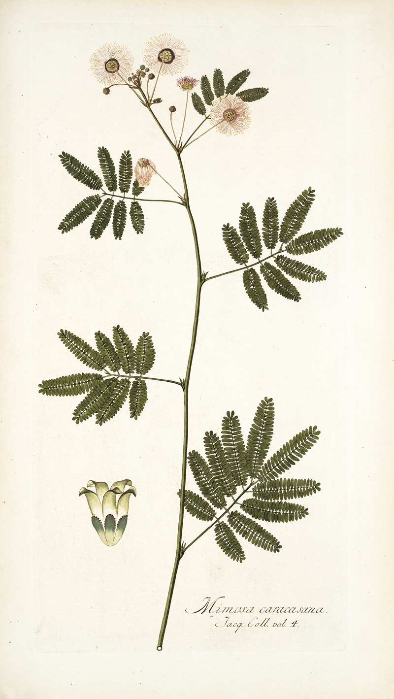 Nikolaus Joseph Freiherr von Jacquin - Mimosa caracasana