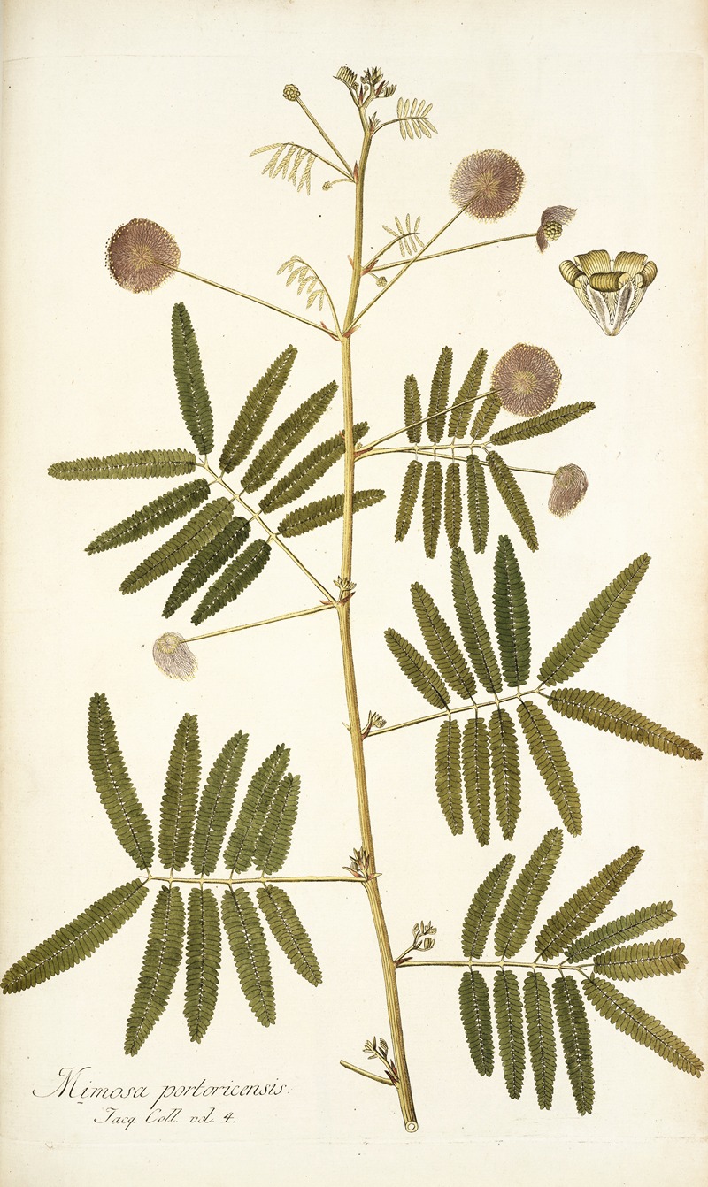 Nikolaus Joseph Freiherr von Jacquin - Mimosa portoricensis
