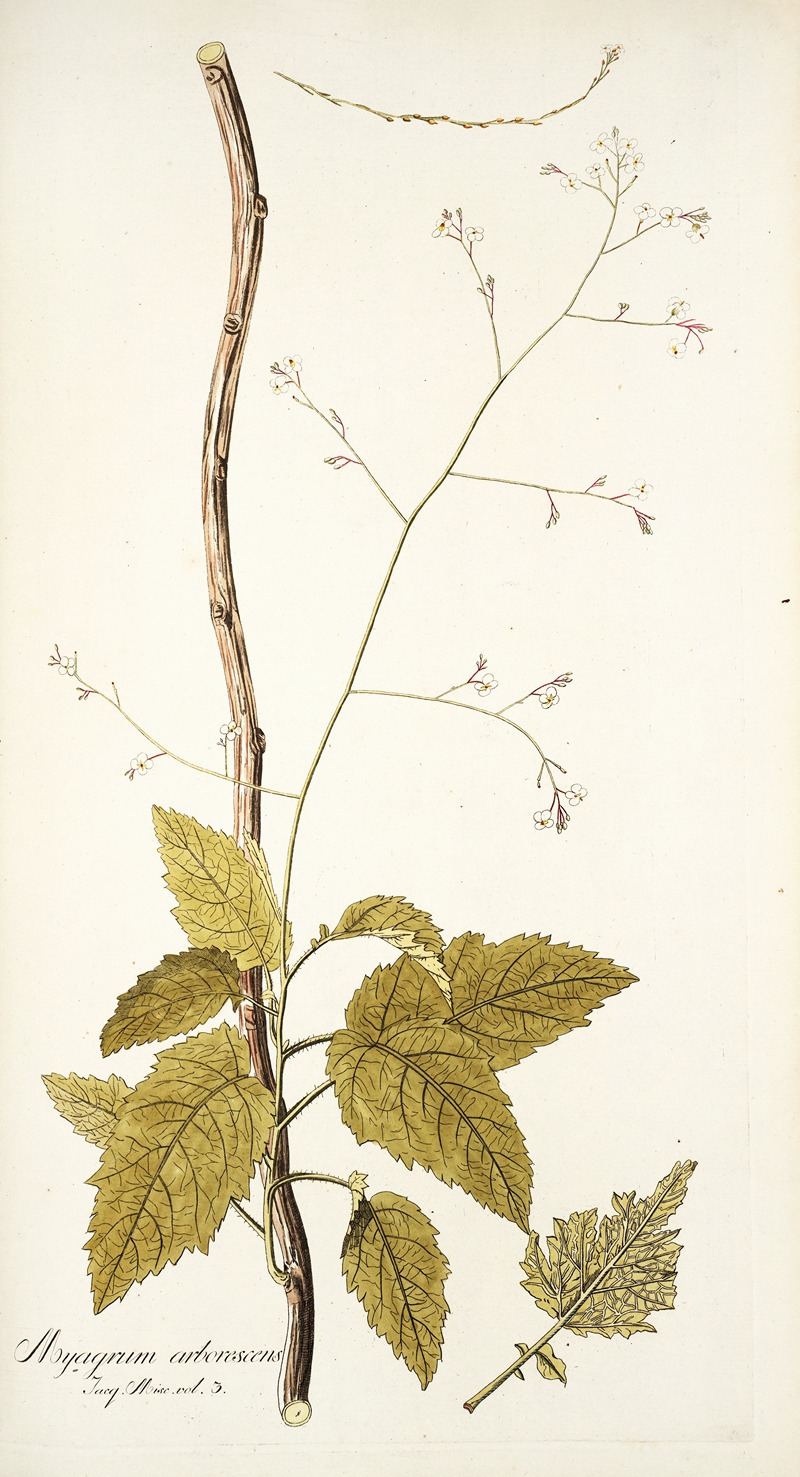 Nikolaus Joseph Freiherr von Jacquin - Myagrum arborescens