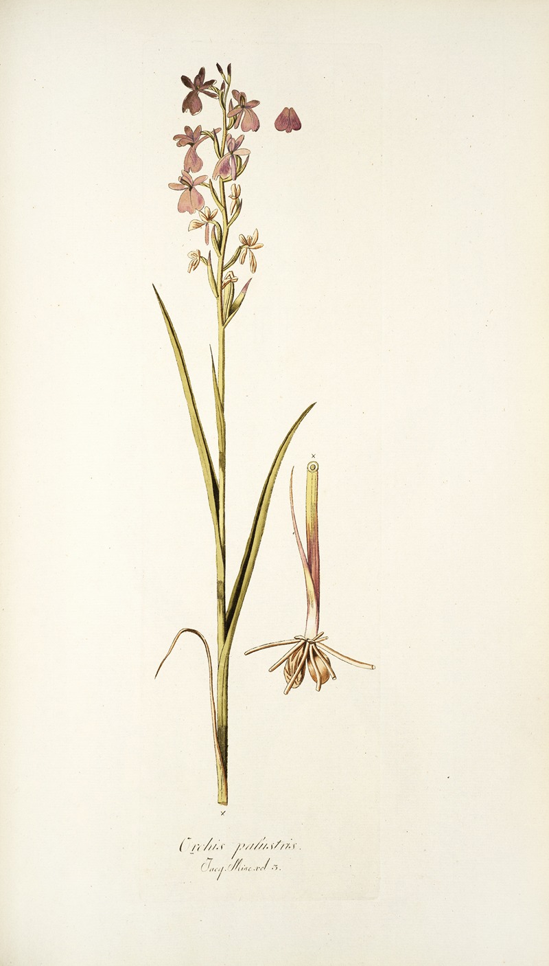 Nikolaus Joseph Freiherr von Jacquin - Orchis palustris