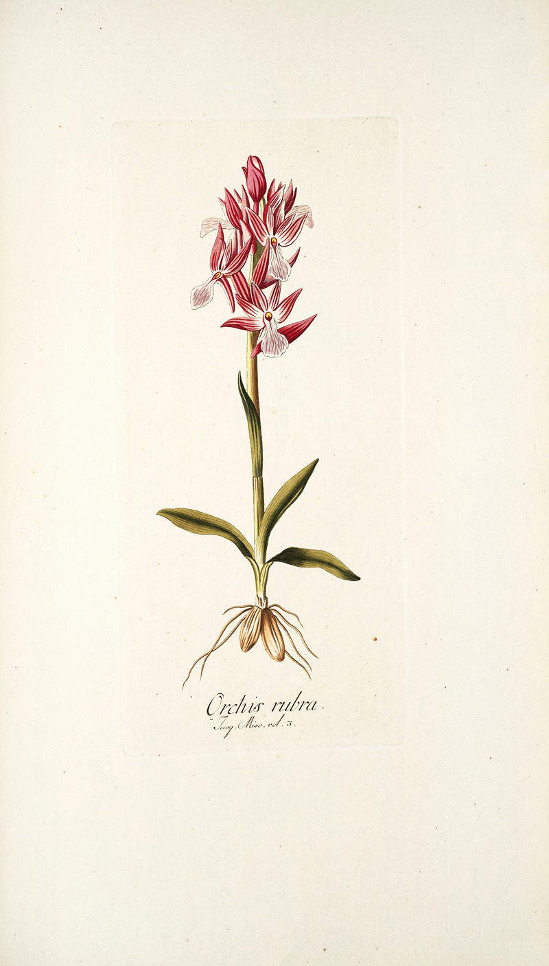 Nikolaus Joseph Freiherr von Jacquin - Orchis rubra