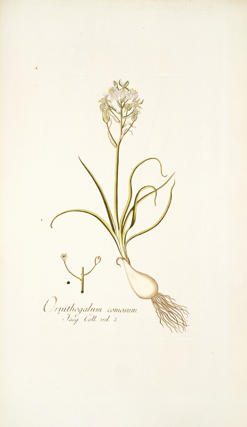 Nikolaus Joseph Freiherr von Jacquin - Ornithogalum comosum