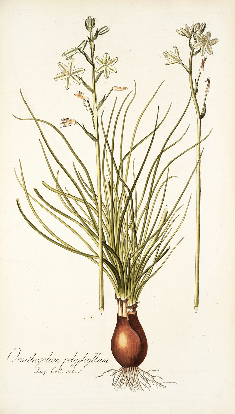 Nikolaus Joseph Freiherr von Jacquin - Ornithogalum polyphyllum