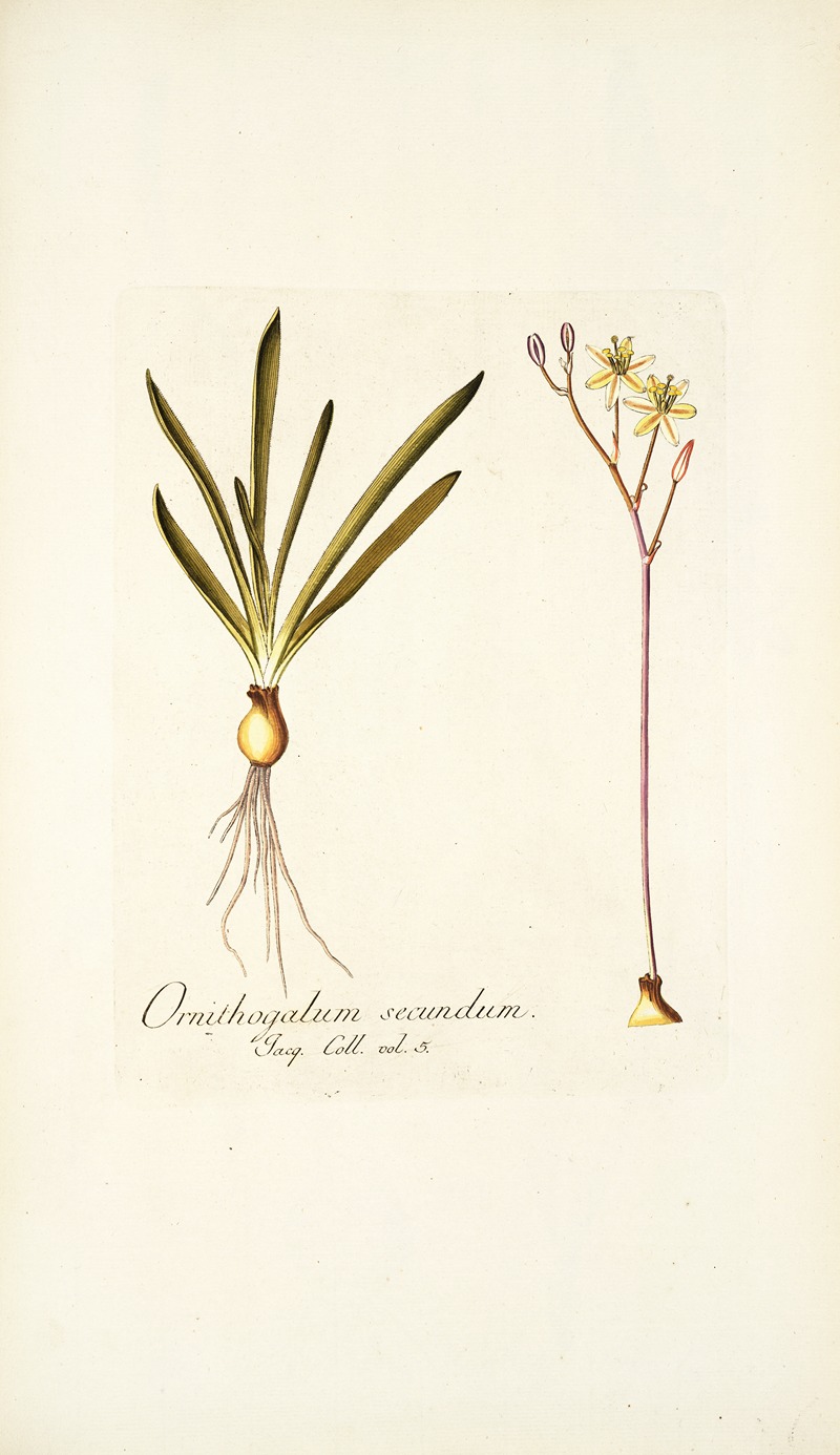 Nikolaus Joseph Freiherr von Jacquin - Ornithogalum secundum