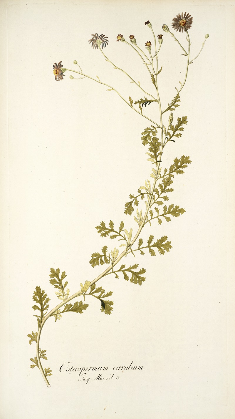 Nikolaus Joseph Freiherr von Jacquin - Osteospermum caeruleum