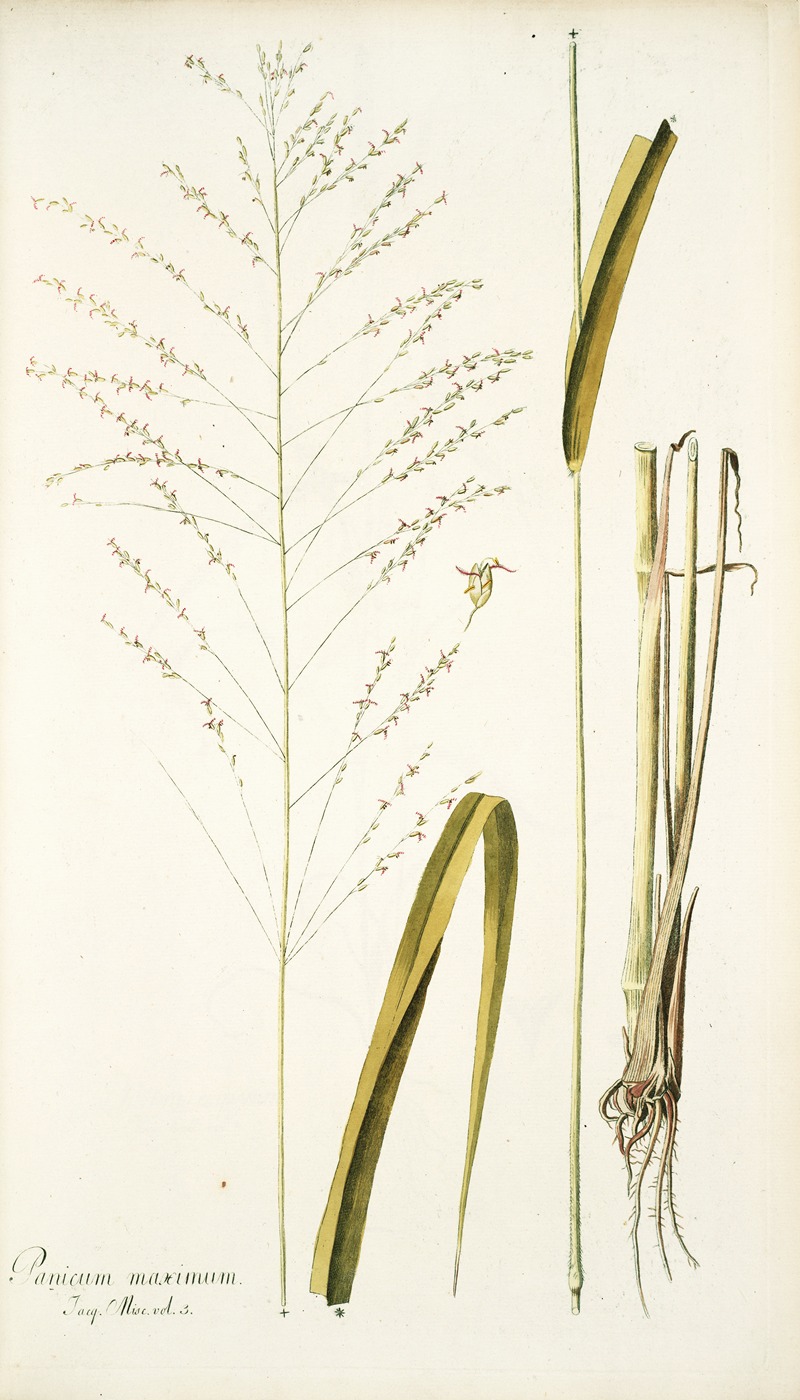 Nikolaus Joseph Freiherr von Jacquin - Panicum maximum