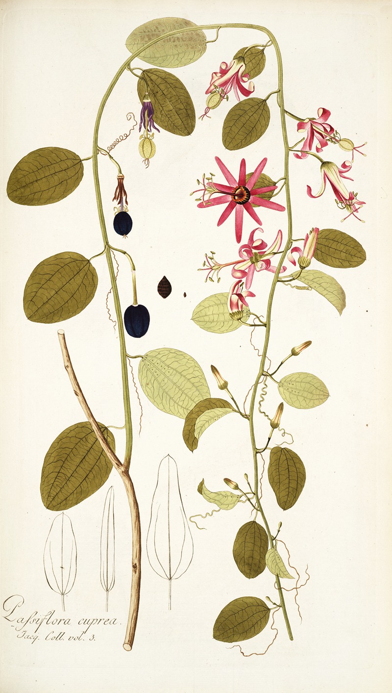 Nikolaus Joseph Freiherr von Jacquin - Passiflora cuprea