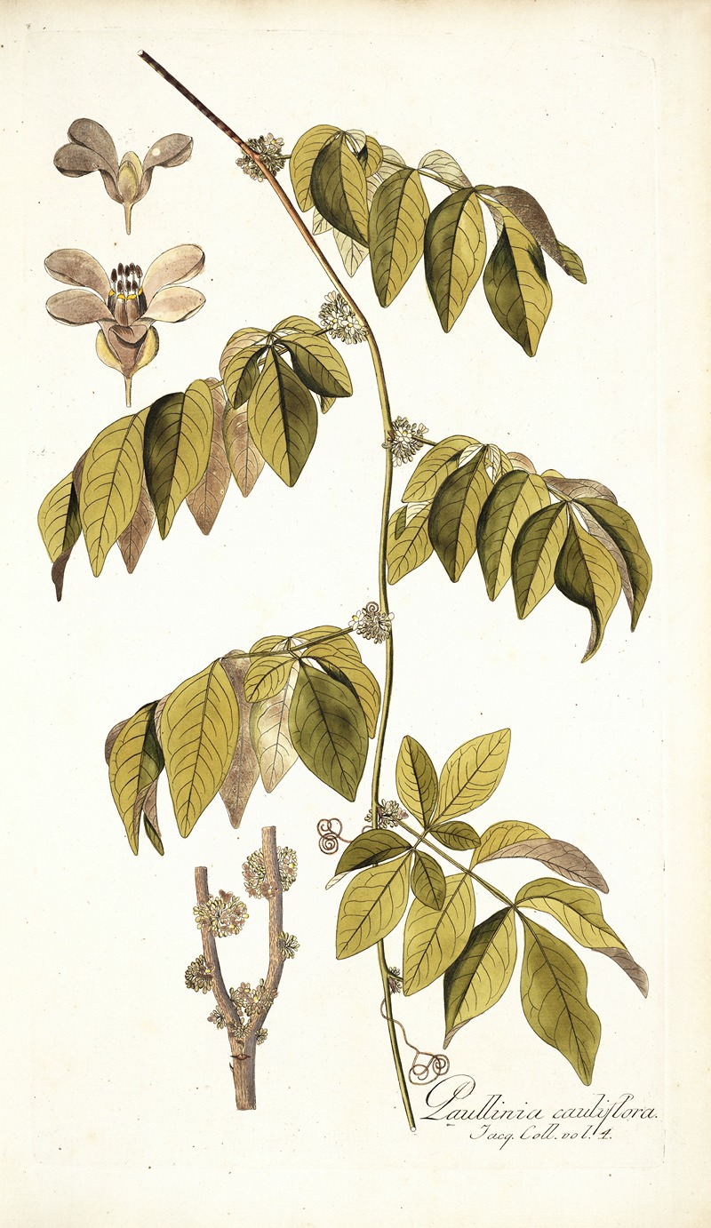 Nikolaus Joseph Freiherr von Jacquin - Paullinia cauliflora