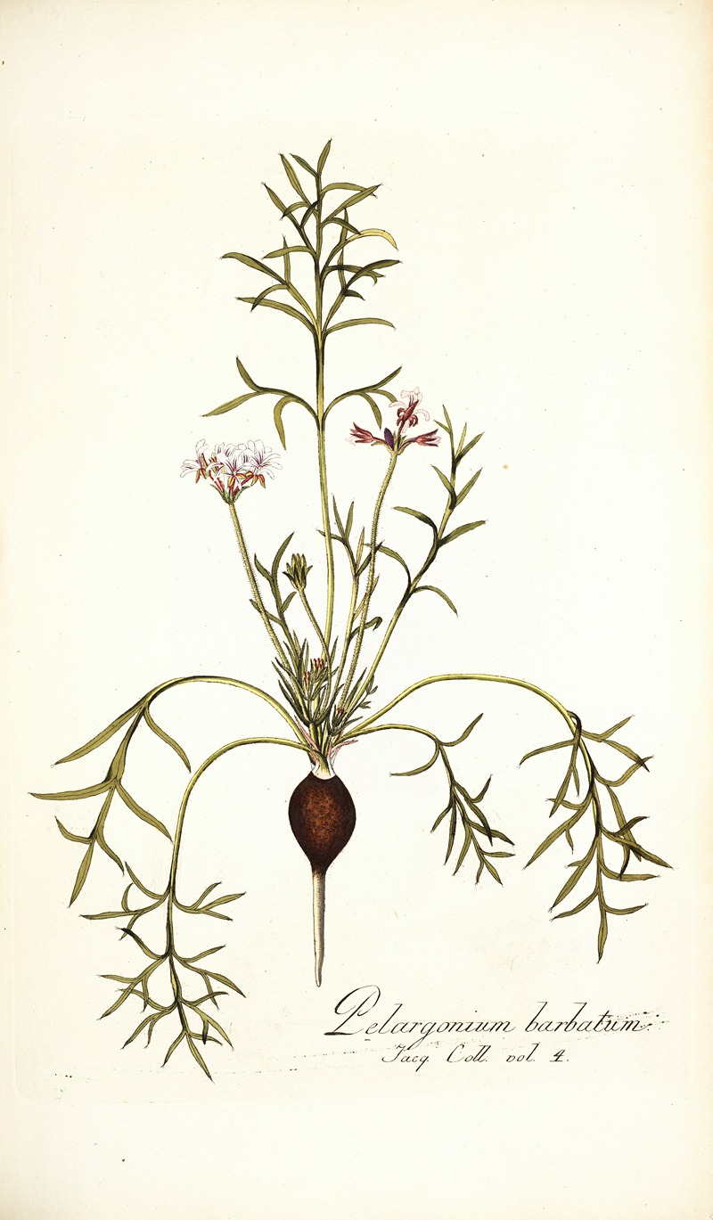 Nikolaus Joseph Freiherr von Jacquin - Pelargonium barbatum