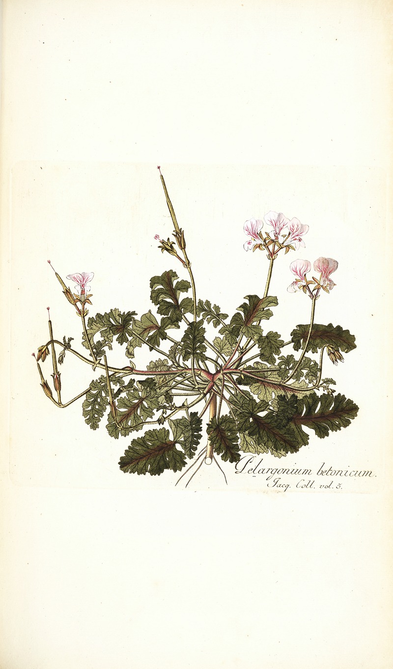 Nikolaus Joseph Freiherr von Jacquin - Pelargonium betonicum