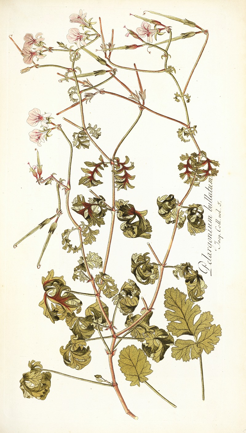 Nikolaus Joseph Freiherr von Jacquin - Pelargonium bullatum