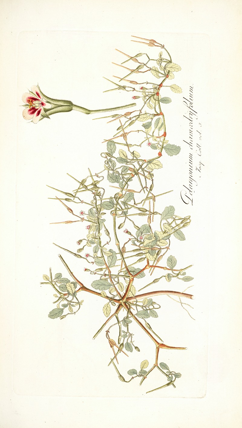 Nikolaus Joseph Freiherr von Jacquin - Pelargonium chamaedryfolium