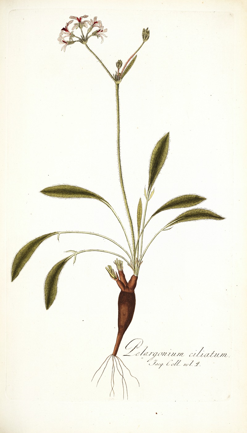 Nikolaus Joseph Freiherr von Jacquin - Pelargonium ciliatum