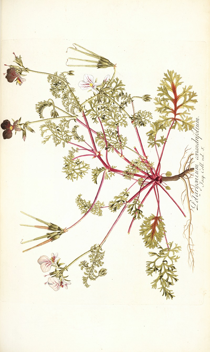 Nikolaus Joseph Freiherr von Jacquin - Pelargonium coriandrifolium