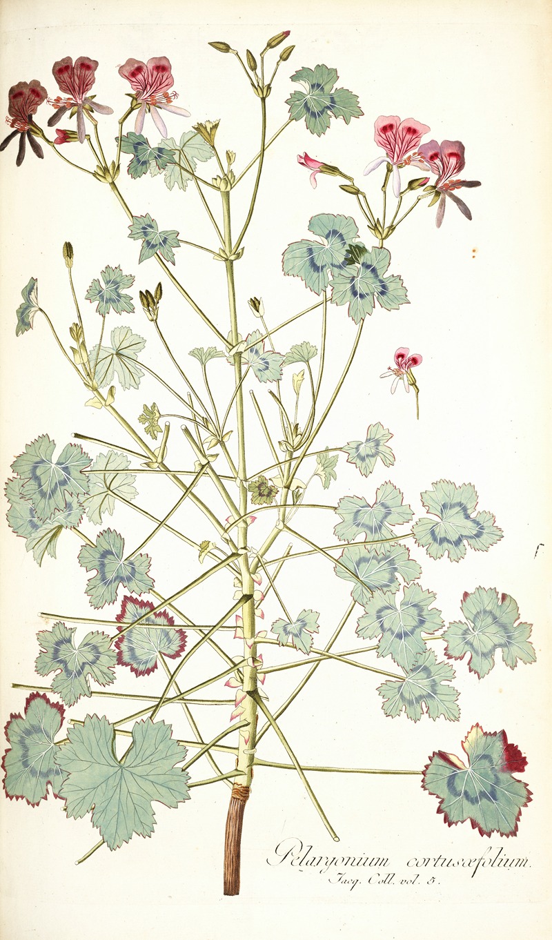 Nikolaus Joseph Freiherr von Jacquin - Pelargonium cortusaefolium