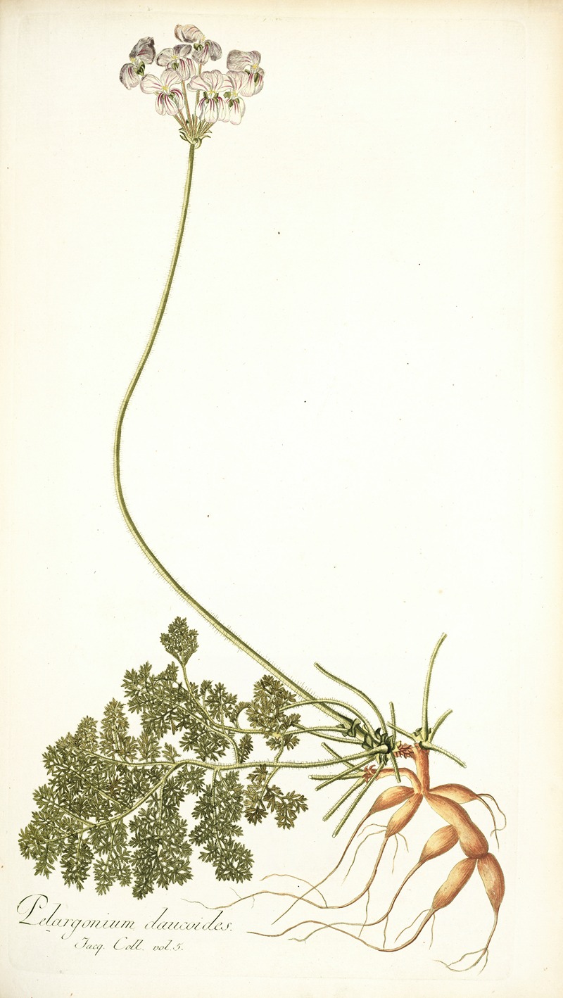 Nikolaus Joseph Freiherr von Jacquin - Pelargonium daucoides