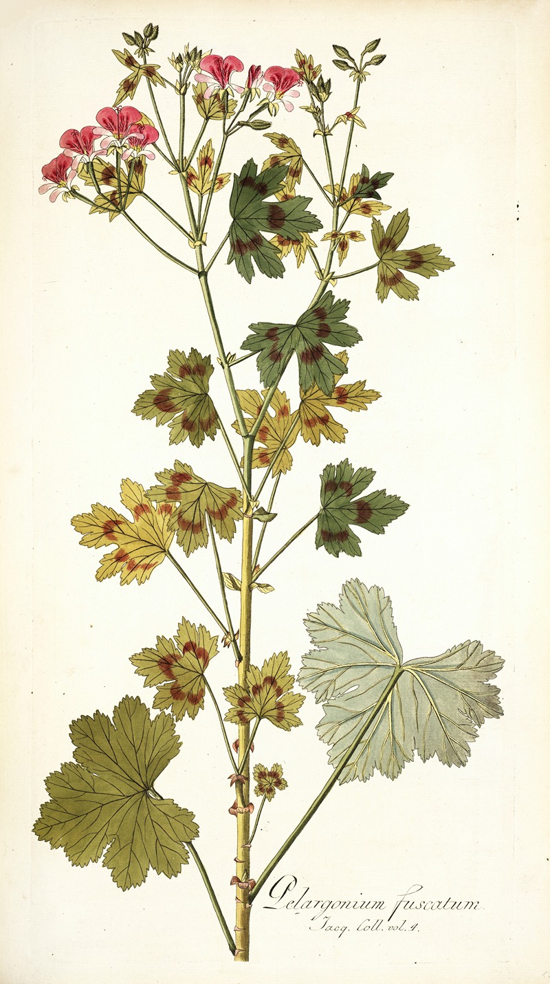 Nikolaus Joseph Freiherr von Jacquin - Pelargonium fuscatum