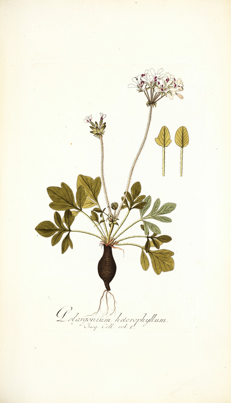 Nikolaus Joseph Freiherr von Jacquin - Pelargonium heterophyllum