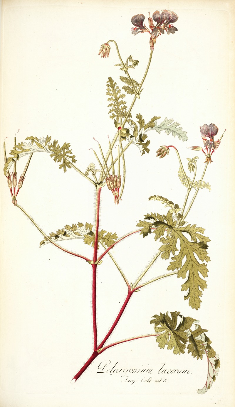 Nikolaus Joseph Freiherr von Jacquin - Pelargonium lacerum