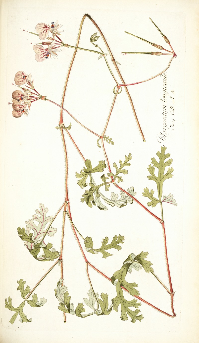 Nikolaus Joseph Freiherr von Jacquin - Pelargonium longicaule