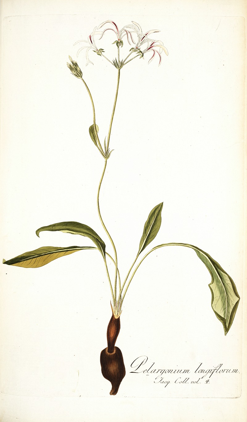 Nikolaus Joseph Freiherr von Jacquin - Pelargonium longiflorum