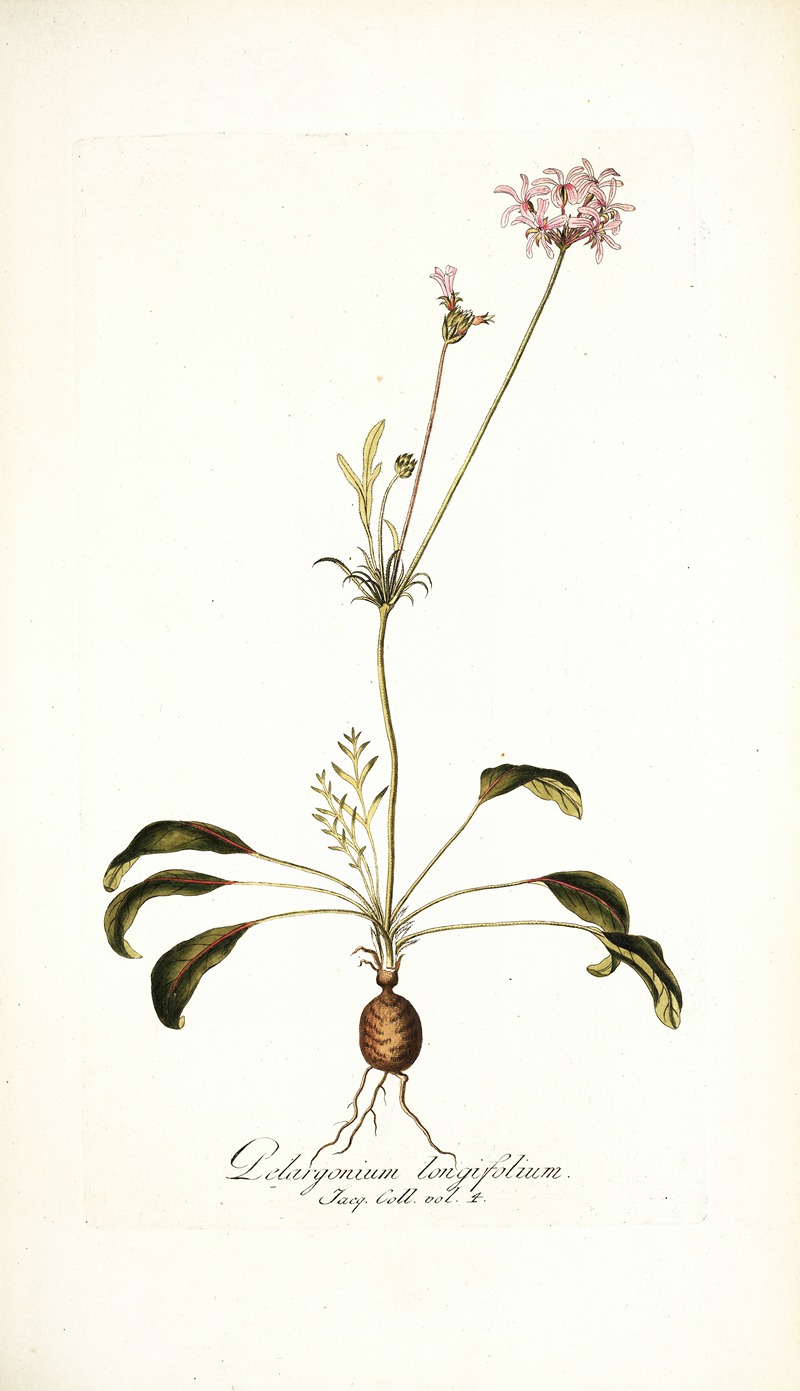 Nikolaus Joseph Freiherr von Jacquin - Pelargonium longifolium