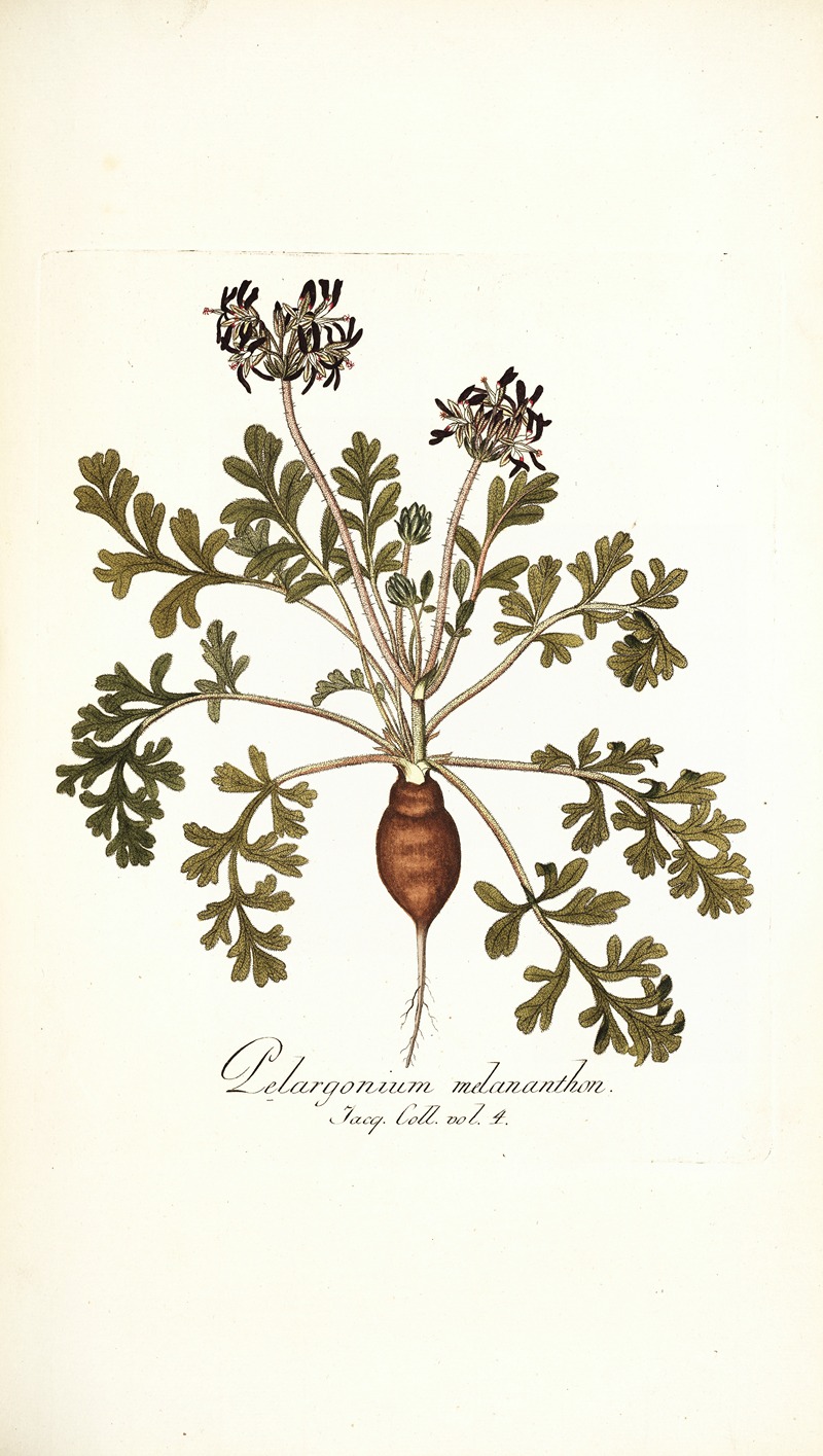 Nikolaus Joseph Freiherr von Jacquin - Pelargonium melananthon