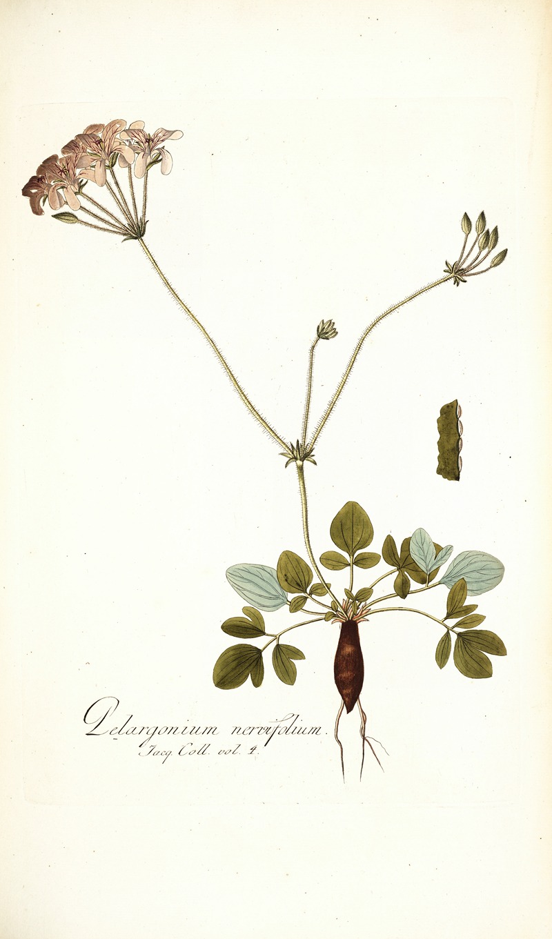 Nikolaus Joseph Freiherr von Jacquin - Pelargonium nervifolium