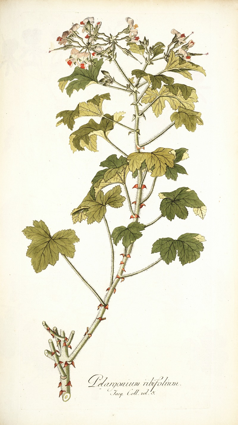 Nikolaus Joseph Freiherr von Jacquin - Pelargonium ribifolium
