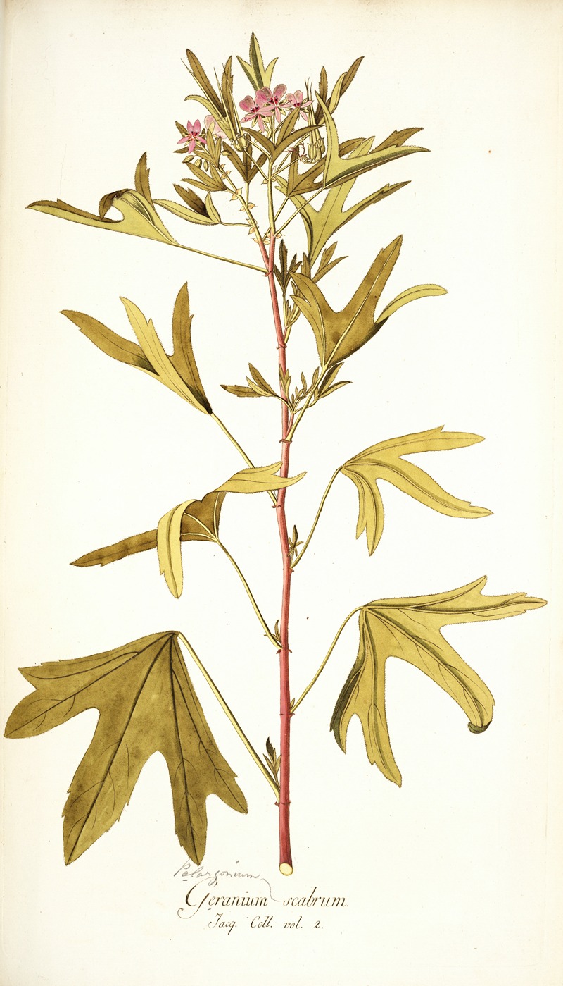 Nikolaus Joseph Freiherr von Jacquin - Pelargonium scabrum