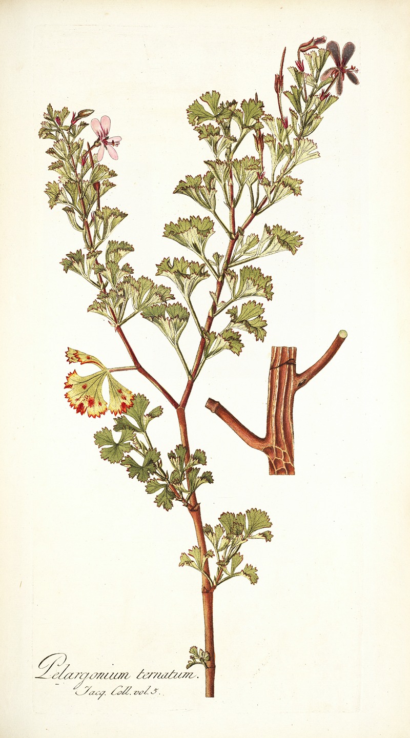 Nikolaus Joseph Freiherr von Jacquin - Pelargonium ternatum