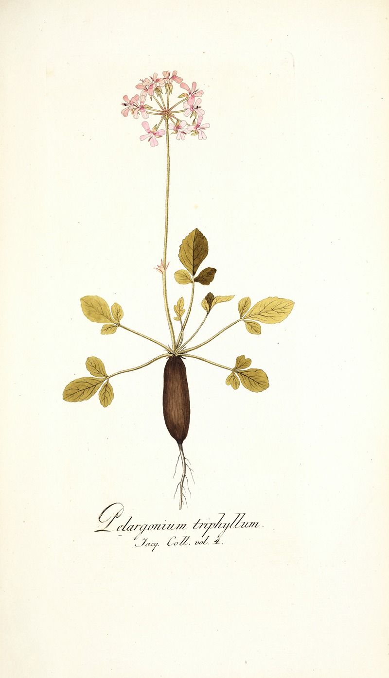 Nikolaus Joseph Freiherr von Jacquin - Pelargonium triphyllum