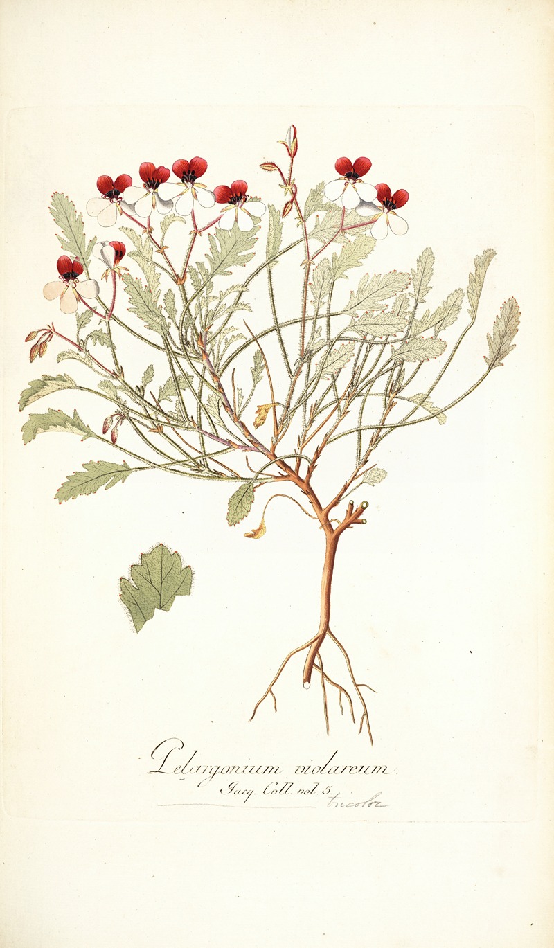 Nikolaus Joseph Freiherr von Jacquin - Pelargonium violareum