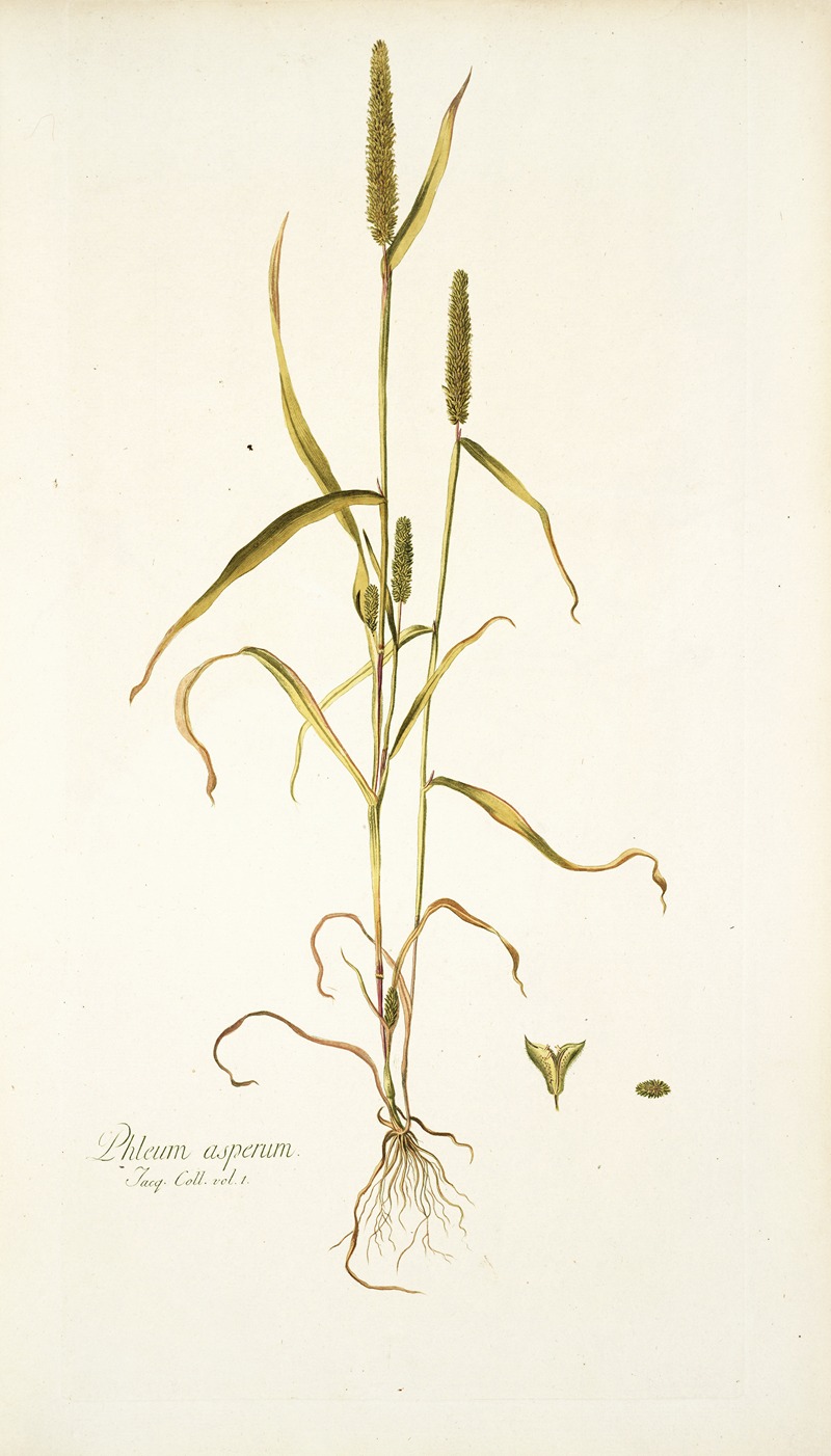 Nikolaus Joseph Freiherr von Jacquin - Phleum asperum