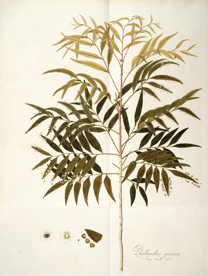 Nikolaus Joseph Freiherr von Jacquin - Phyllanthus speciosa