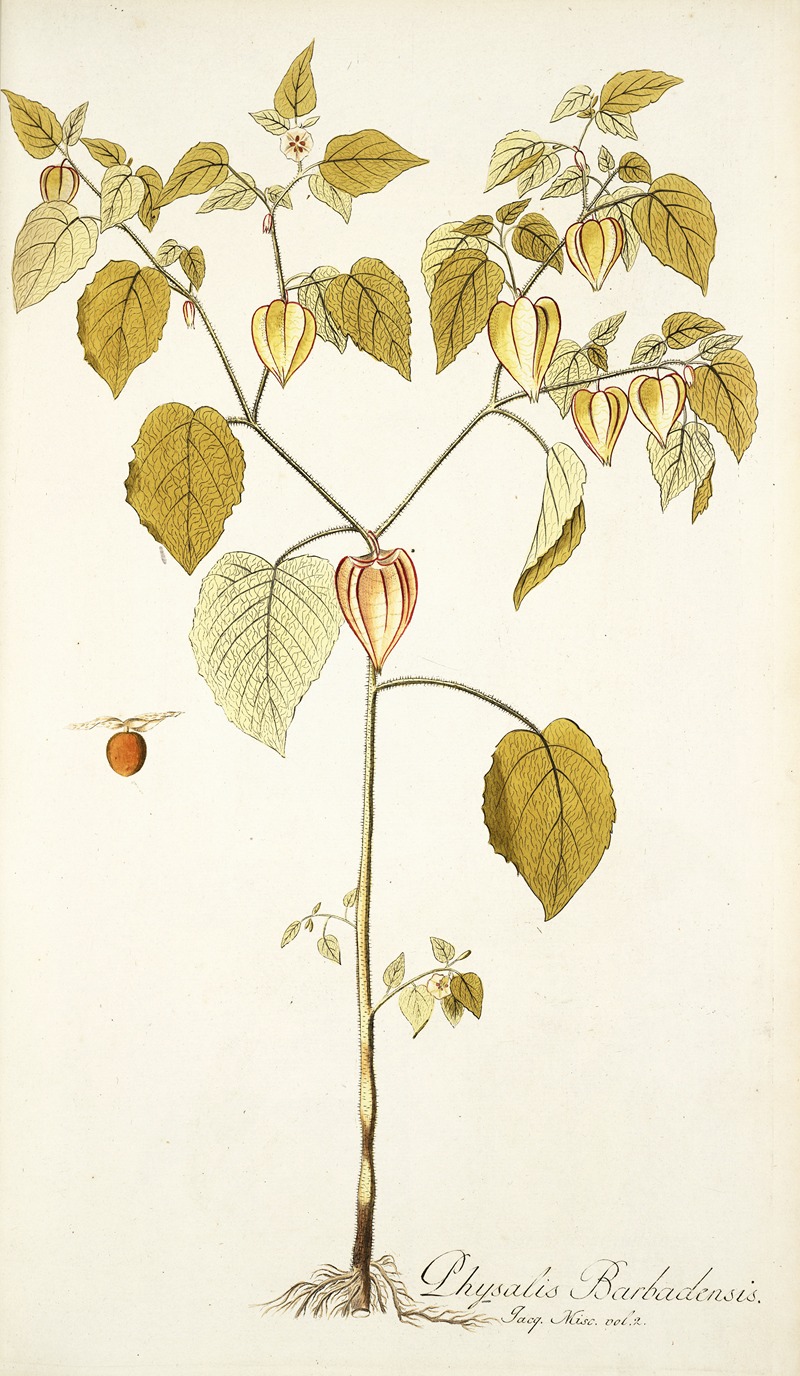 Nikolaus Joseph Freiherr von Jacquin - Physalis barbadensis