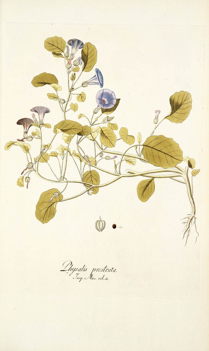 Nikolaus Joseph Freiherr von Jacquin - Physalis prostrata