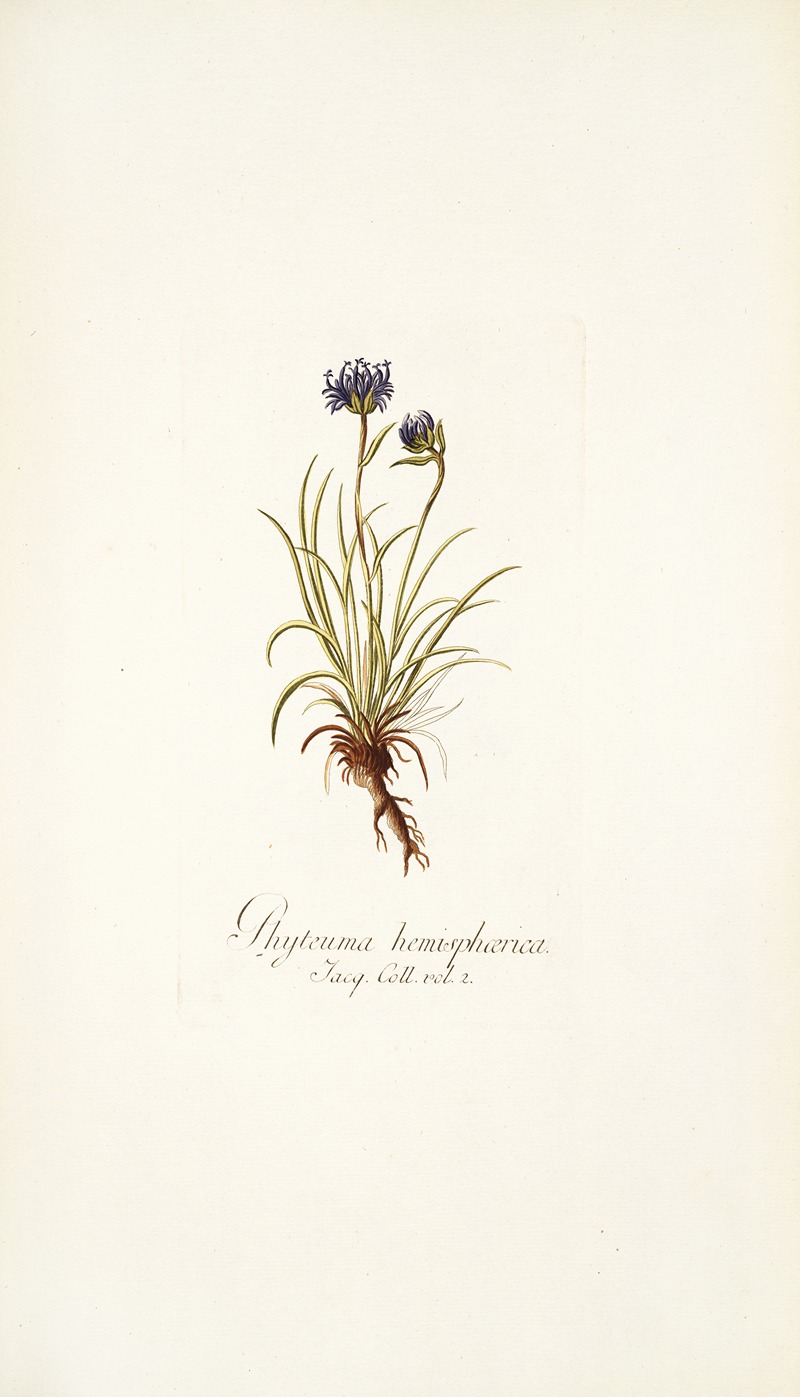 Nikolaus Joseph Freiherr von Jacquin - Phyteuma hemisphaerica